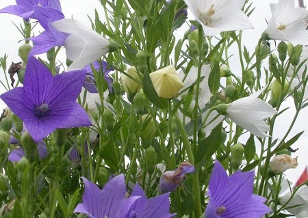 桔梗施肥的最佳时间