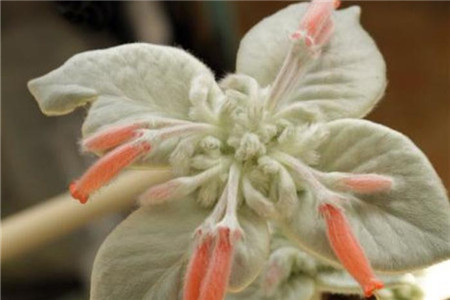 月宴常见问题及解决办法(月宴多肉怎么养)