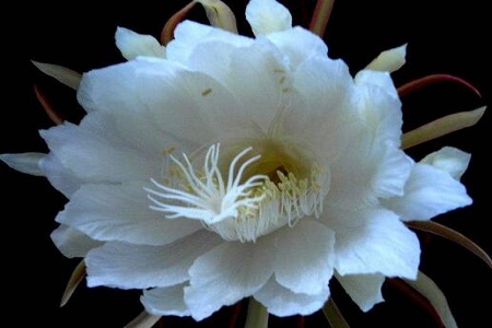 昙花的花语是什么?