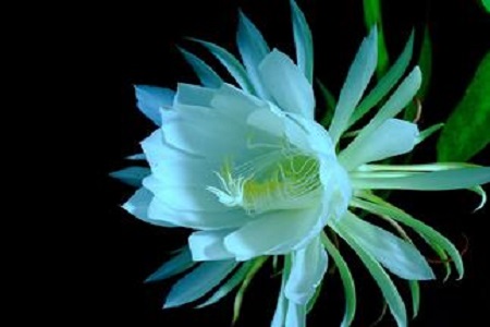 昙花的花语是什么?