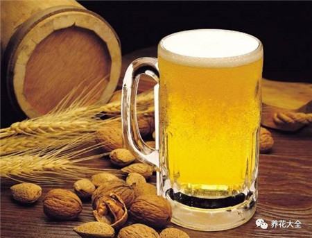 浇水浇死的植物