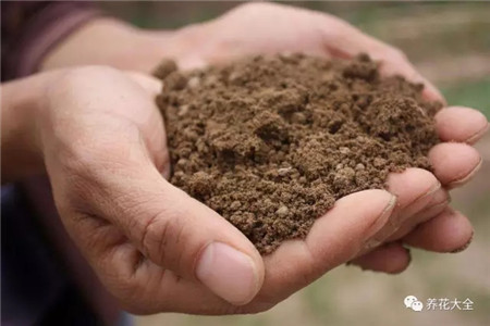 浇水浇死的植物