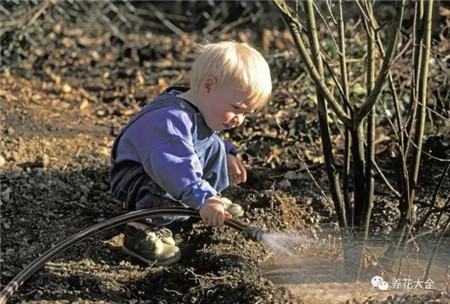 浇水浇死的植物