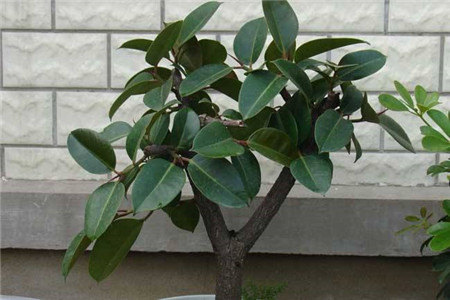 橡皮树叶子发黄的原因?怎么补救?