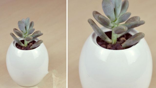 星美人和青星美人的区别(青星美人好养吗)