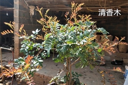 胡椒木与清香木哪个价值高