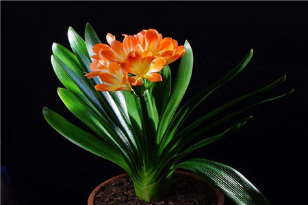 君子兰黄叶了咋办