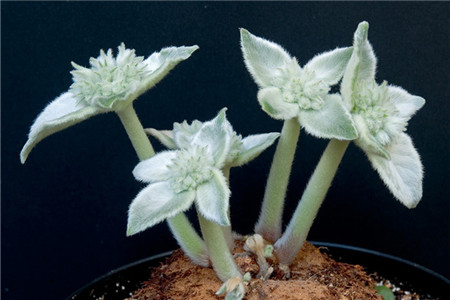 月宴多肉怎么养