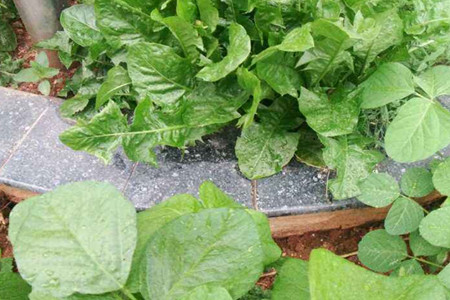 地丁草和紫花地丁一样吗