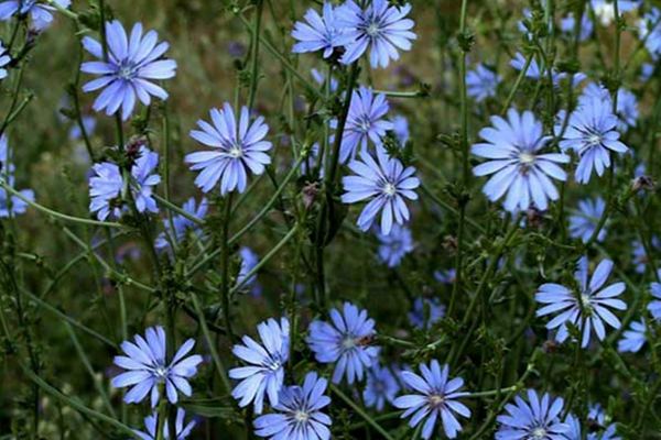 菊苣播种繁殖方法(菊苣怎么栽)