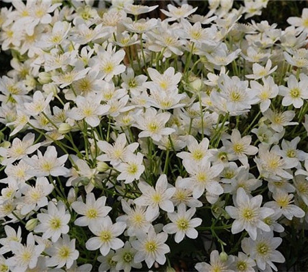 铁莲花刑具图片