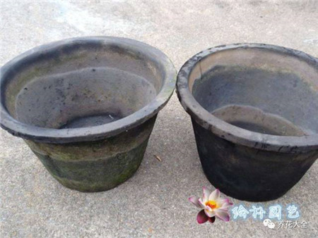 浇水浇死的植物