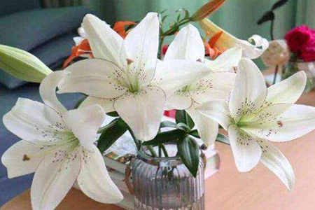 香水百合怎么种植方法水培