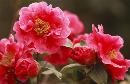 四大美女所代表的花是什么花