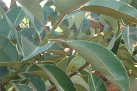 橡皮树叶子发黄的原因?怎么补救?