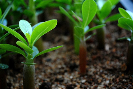 沙漠玫瑰种子什么样子