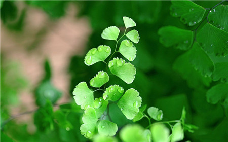 铁线蕨全部剪掉