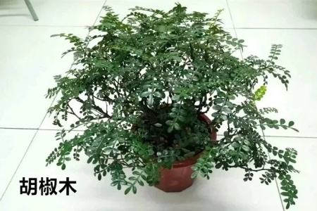 胡椒木与清香木哪个价值高