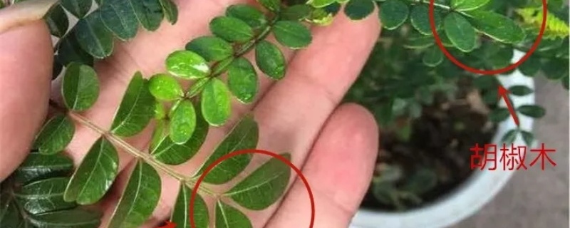 胡椒木和清香木的区别哪个好养(胡椒木与清香木哪个价值高)