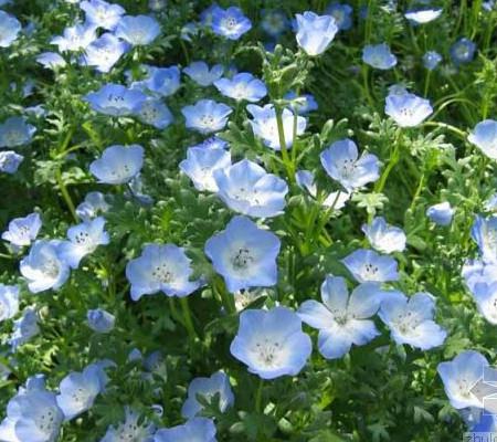 怎么播种菊花种子