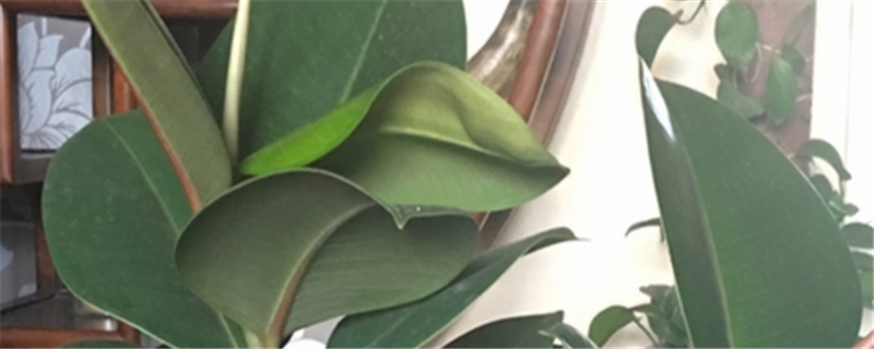 橡皮树叶子发黄怎么回事黄叶枯萎的原因怎么补救(橡皮树叶子黄了怎么办)