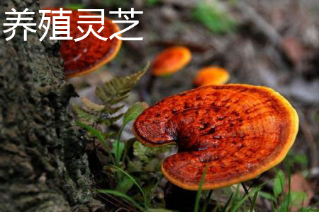 野生灵芝与养殖灵芝外形的区别