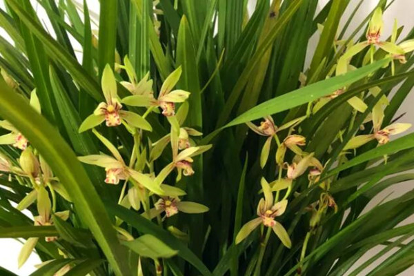 兰花喂粒小药丸2周爆成一大捆花开了满屋香喷喷！(兰花小粉药)