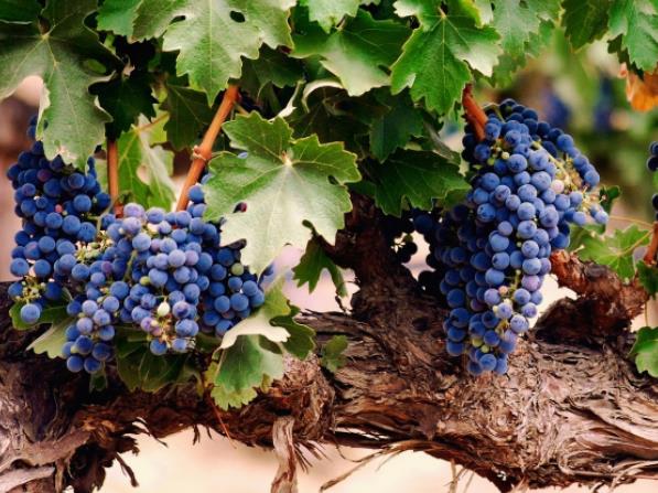 吃葡萄会上火吗果糖成分导致糖分热量过多摄入(请问葡萄吃了会上火吗)