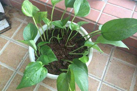 绿萝扦插多少天能发芽