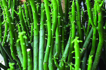 彭珊瑚适合放卧室吗