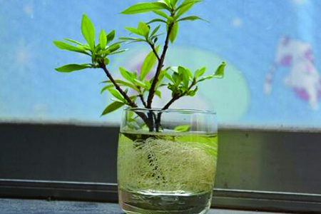 水养栀子花的正确养法