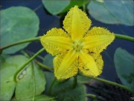 萍蓬草的种植方法