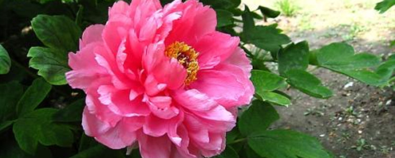 牡丹花怕冻吗(牡丹花过冬的方法)