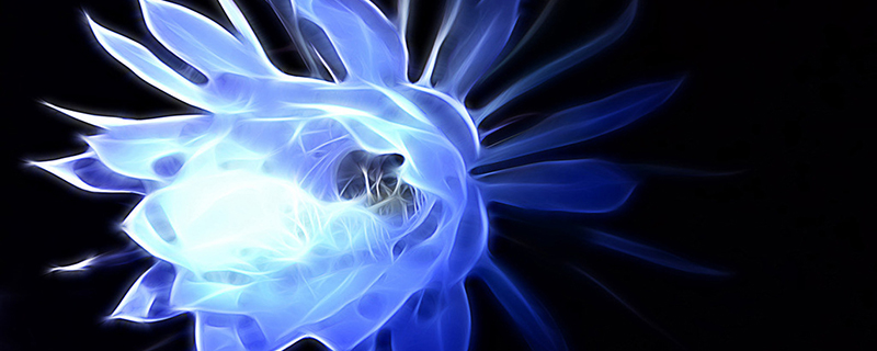 昙花花语是什么(昙花的花语是什么?)