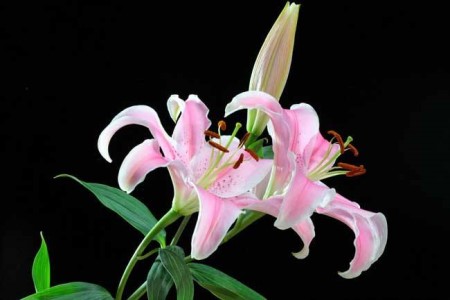 香水百合怎么种植方法水培