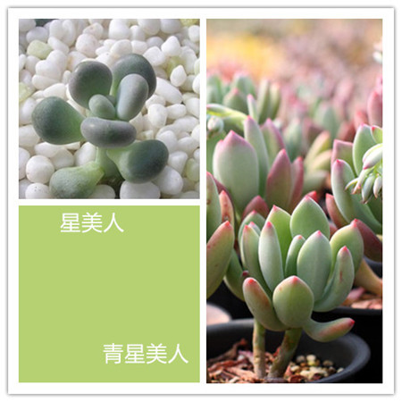 青星美人好养吗