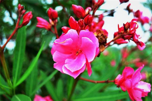 哪些花卉有毒伤人(什么花卉有毒?)