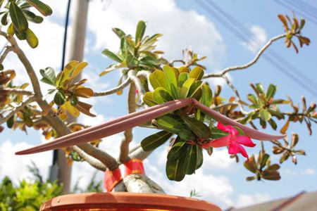 沙漠玫瑰种子什么样子