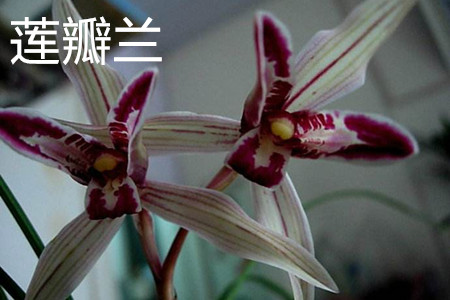 莲瓣兰与春兰哪个好养