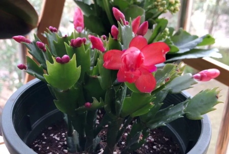 蟹爪兰几月开花几月施肥