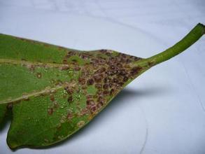 平安树长虫了用什么方法喷他