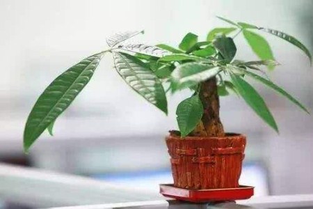 发财树枝软了怎么办