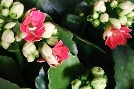 长寿花什么开什么时候开