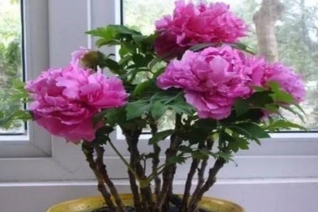 牡丹花适合在家里养吗视频