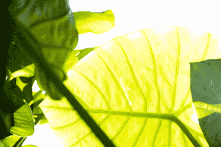 龟背竹新叶一直卷着怎么办呢