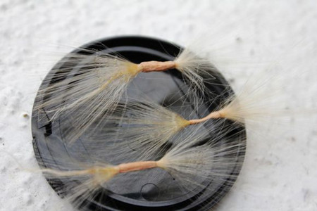 沙漠玫瑰种子什么样子