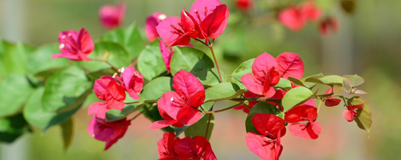 三角梅的特点(绿婴三角梅的特点)