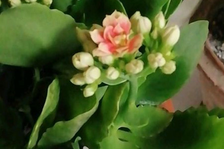 长寿花什么开什么时候开