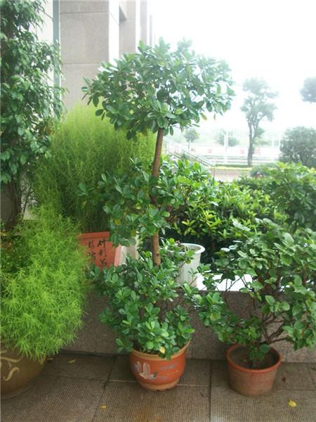 摇钱树花怎么养好