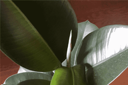 橡皮树叶子黄了怎么办